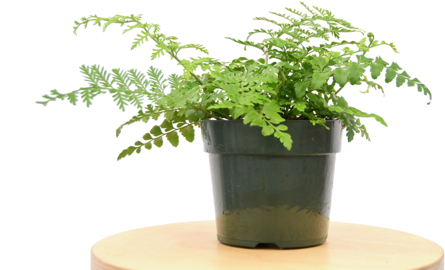 Austral Gem Fern - Flowerpot (1057x700), Png Download