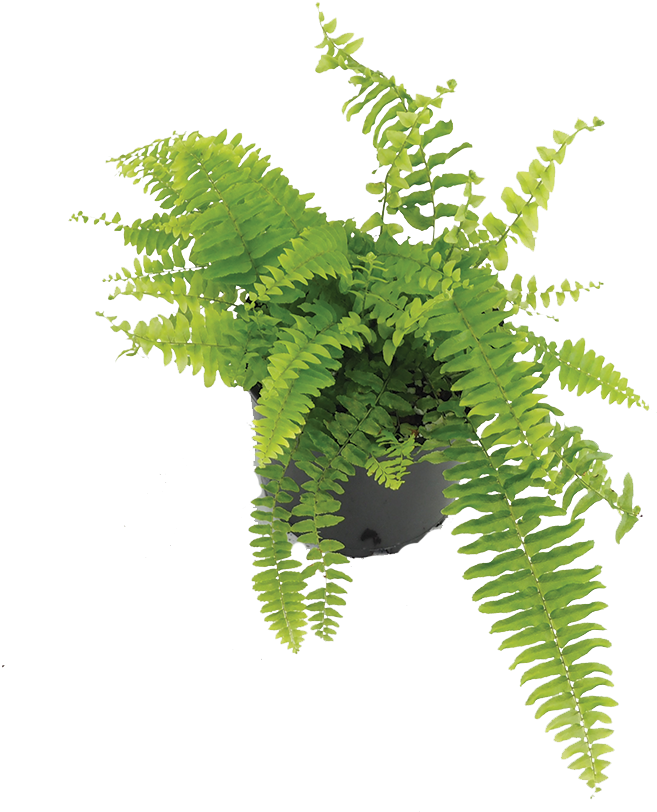 Boston Fern - Fern (900x900), Png Download