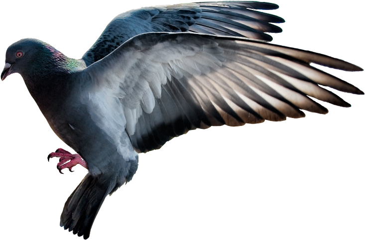 #mq #bird #birds #flying - Rock Dove (1024x1024), Png Download