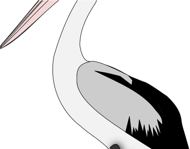 Pelican Png Transparent Images - Sketch (640x480), Png Download