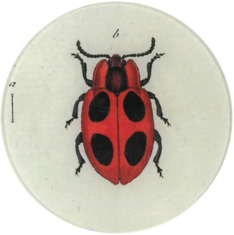 Ladybird Beetle (800x800), Png Download