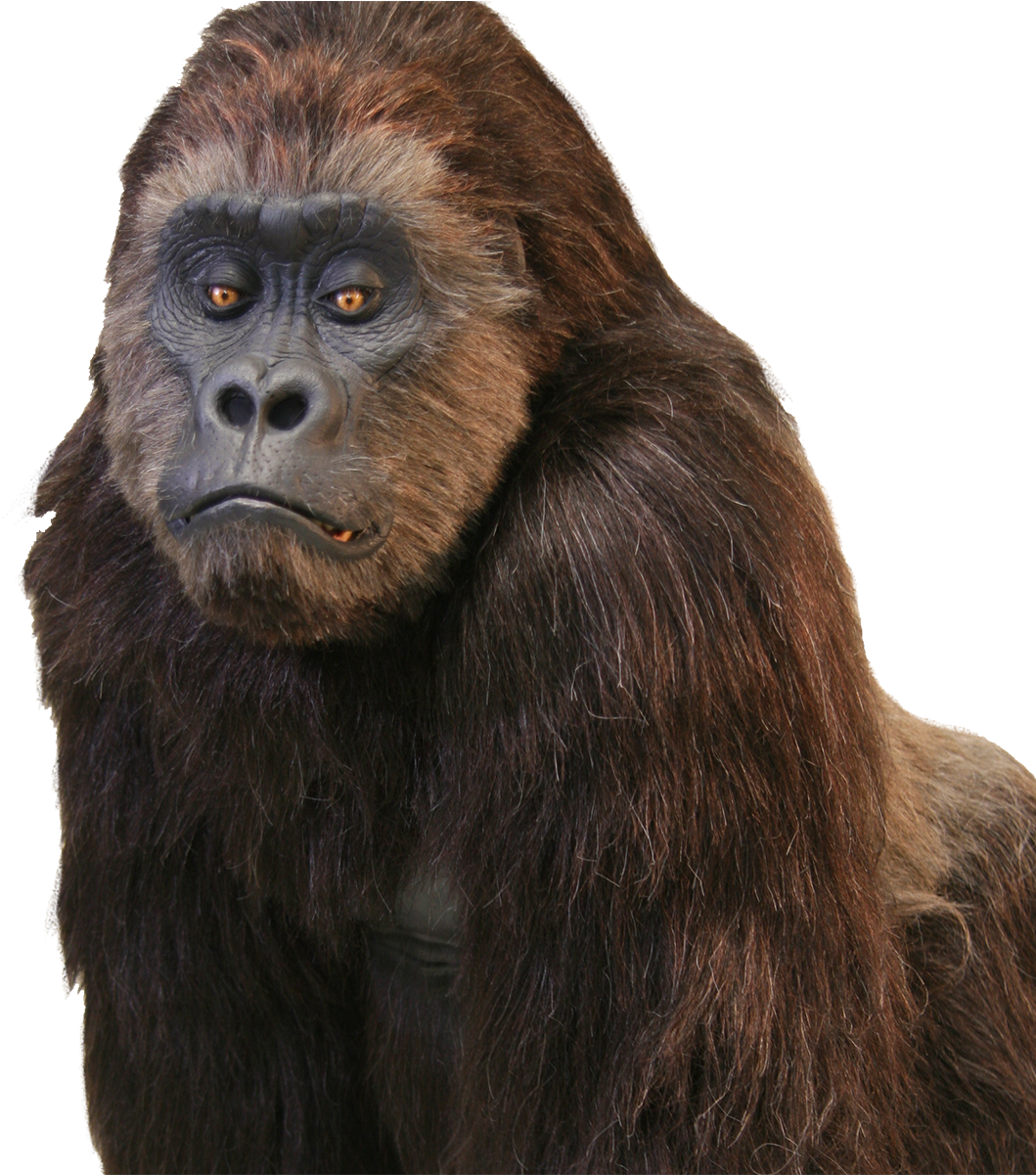 The World Truly Loves A Great Performer Inside A Wonderful - Realistic Gorilla Suit (1200x1200), Png Download