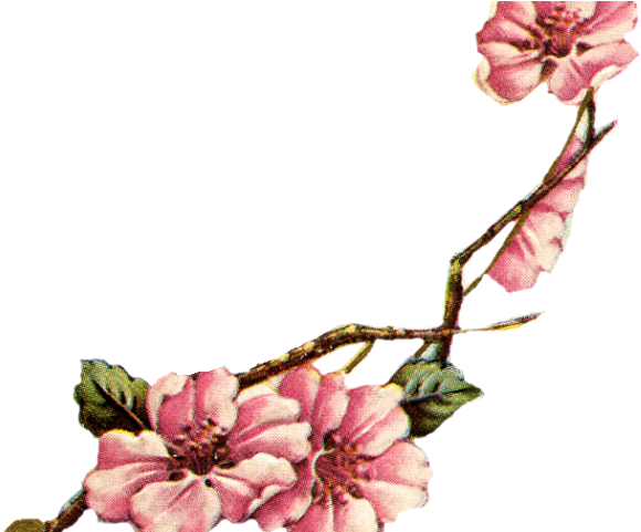 Sakura Blossom Clipart Vintage - Flower Vintage Cherry Blossoms (640x480), Png Download