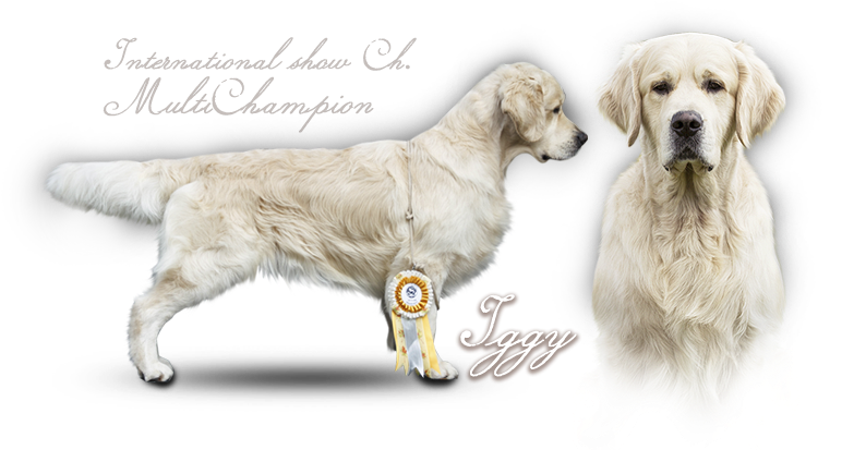 Golden Retriever Iker Du Bois De La Rayere - Golden Retriever (800x424), Png Download