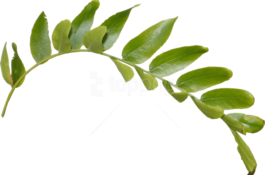 Free Png Download Leaves Png Images Background Png - Stem And Leaf Png (850x560), Png Download