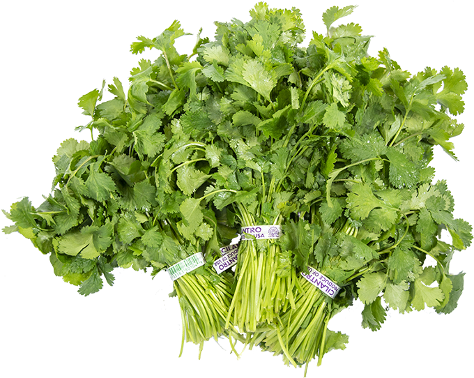 Cilantro - Parsley (1000x600), Png Download