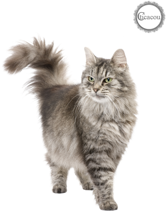 Tube Chat Png - Persian Cat Png (600x776), Png Download
