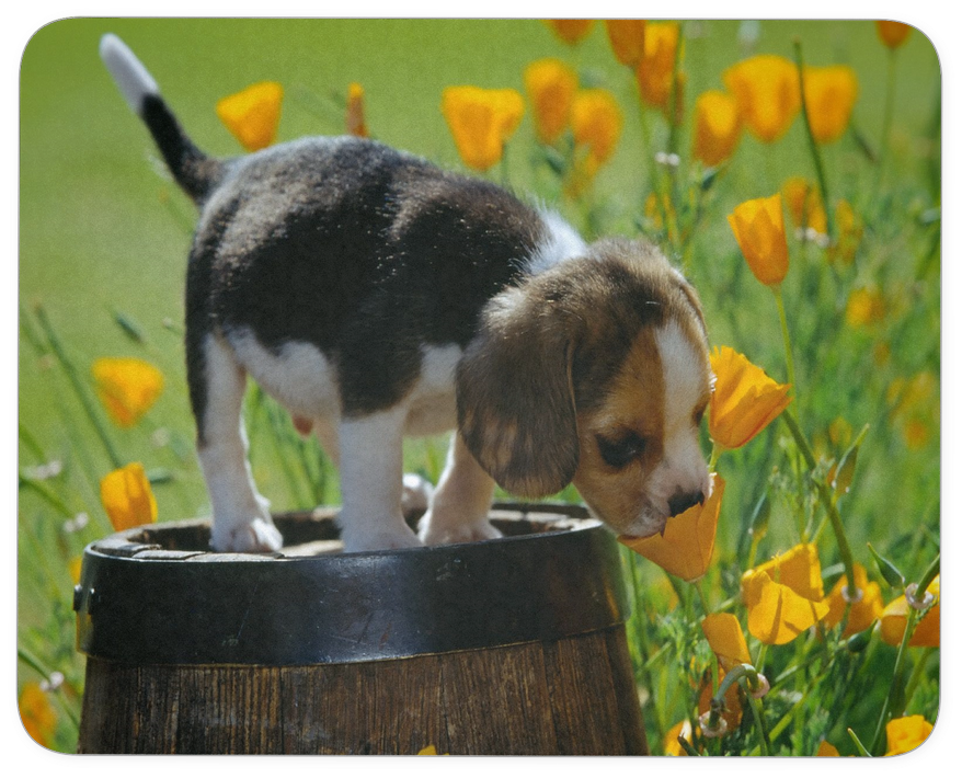 Puppy And Flowers Mousepad - Puppy In The Garden (1024x1024), Png Download