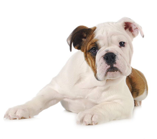 Durango Dog Trainer - Pet Fundo Branco (600x600), Png Download