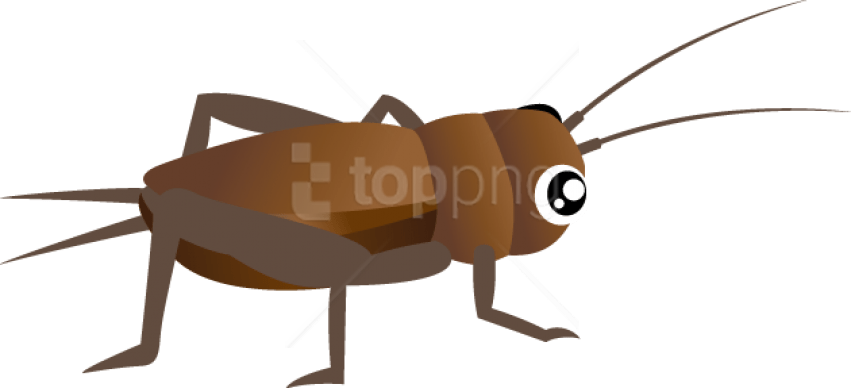 Free Png Download Cricket Insect Clipart Png Images - Cricket Insect Clipart Free (851x388), Png Download