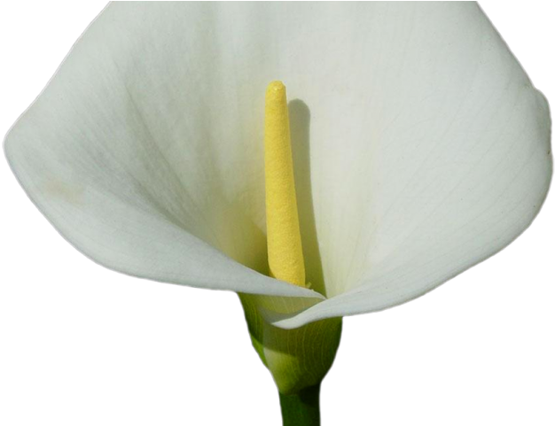 Easter Flower Clipart Calla Lily - Arum (640x480), Png Download