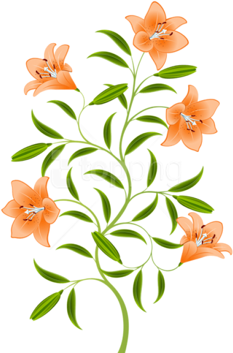 Free Png Orange Lily Png Images Transparent - Transparent Orange Lily (481x731), Png Download