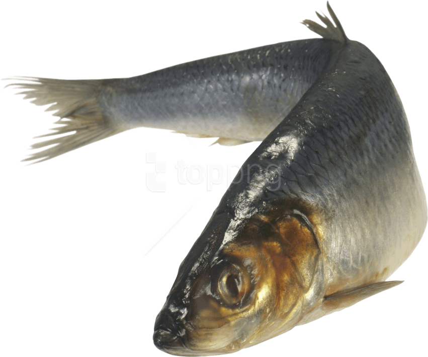 Free Png Fish Png Images Transparent - High Res Fish Png (851x709), Png Download