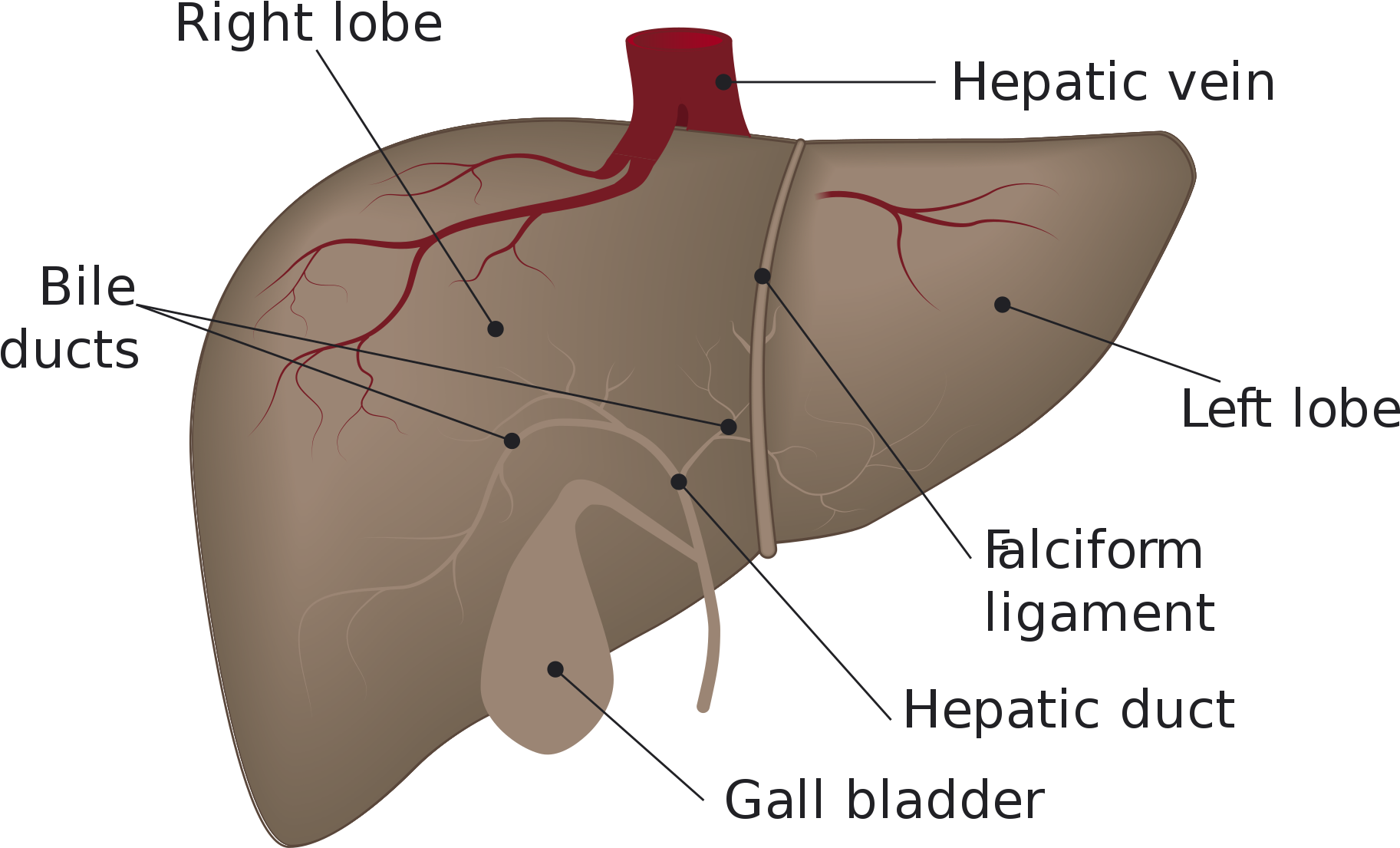 Open - Liver Draining Lymph Node (2000x1313), Png Download