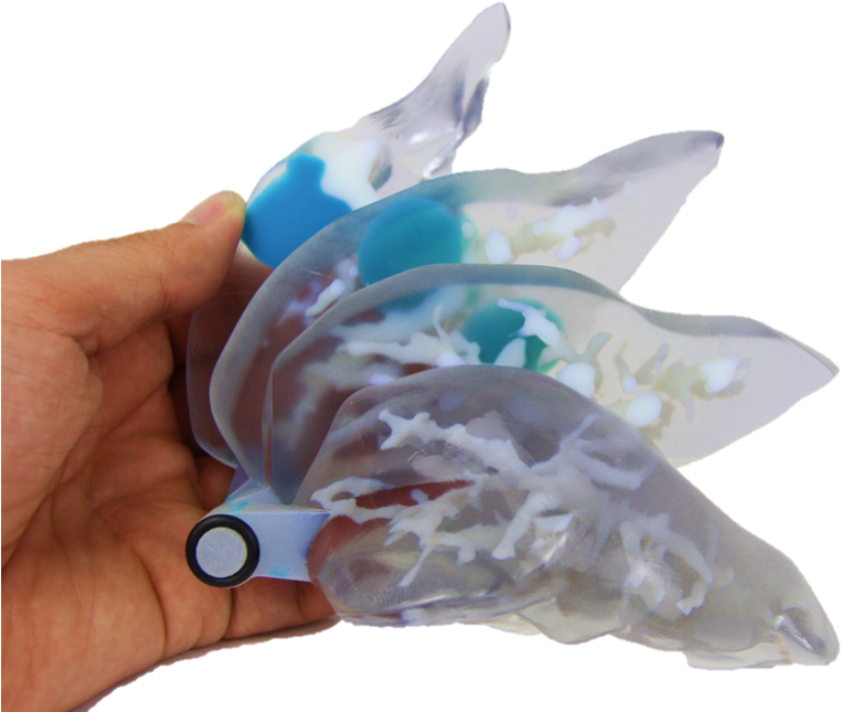 Liver - Fish (1000x666), Png Download