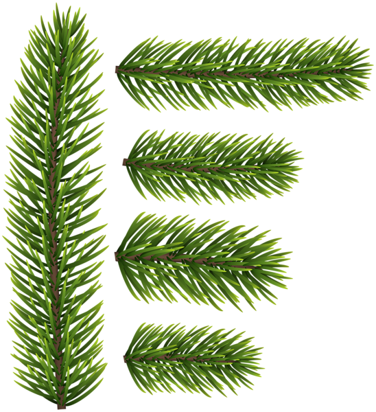 Pine Branch With Cones Png Clip Image Gallery Pine - Spruce Branch Png (548x600), Png Download