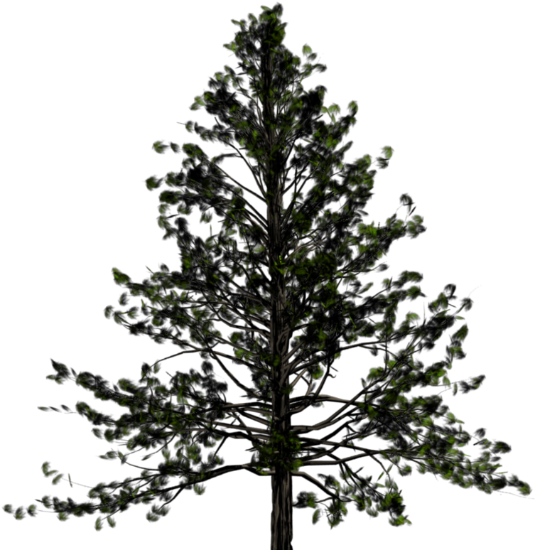 Pine Trees - Pine Tree Transparent Png (755x800), Png Download