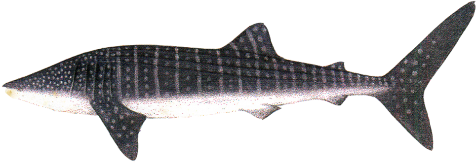 Wale Shark - 鯨鯊 (1024x819), Png Download