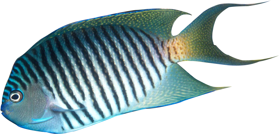 Tropical Fish Clipart Realistic (1118x557), Png Download