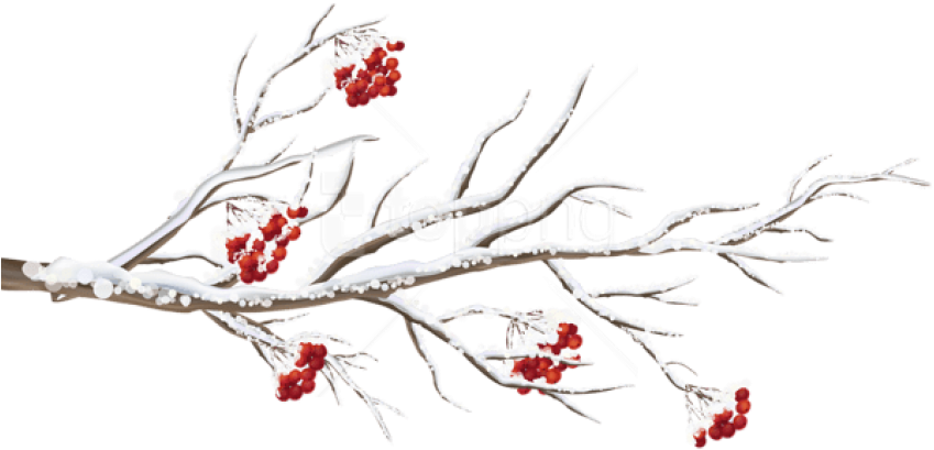 Free Png Winter Branch Png - Winter Branch Clipart (850x417), Png Download
