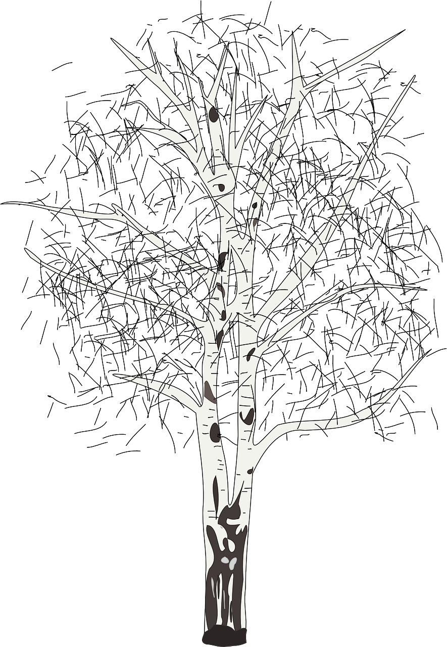 17 - Birch - Silver Birch Tree Clipart (885x1280), Png Download