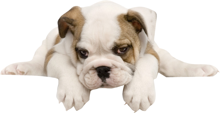 Free Download French Bulldog Toy Bulldog American Bulldog - Perros Con Fondo Blanco (913x469), Png Download