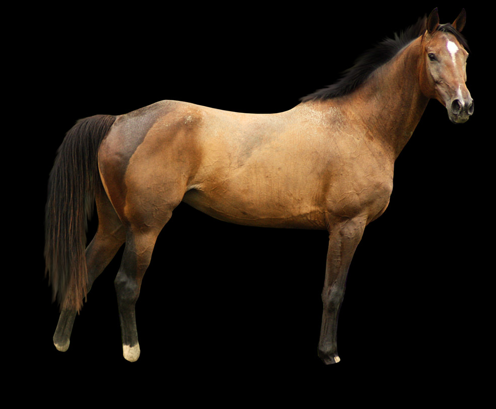 Free Horse Png Images - Stallion (985x811), Png Download
