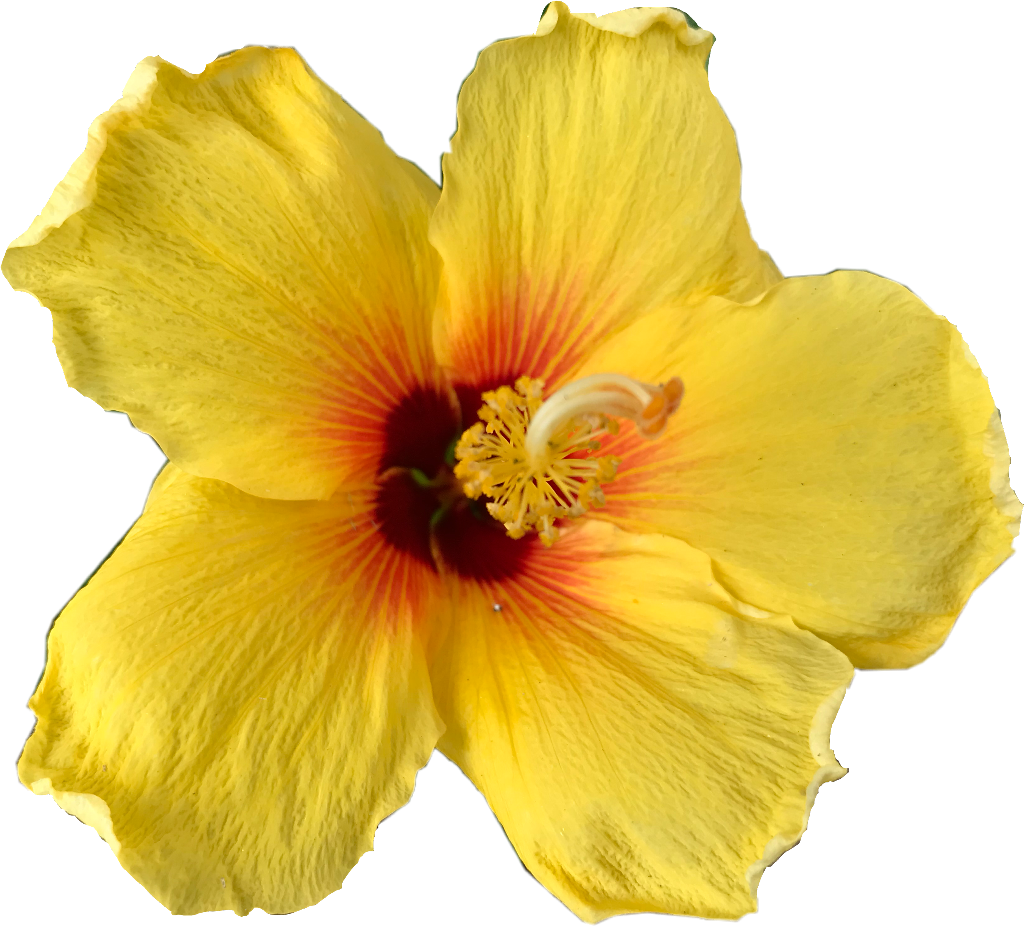 Flower Sticker - Hawaiian Hibiscus (1024x926), Png Download