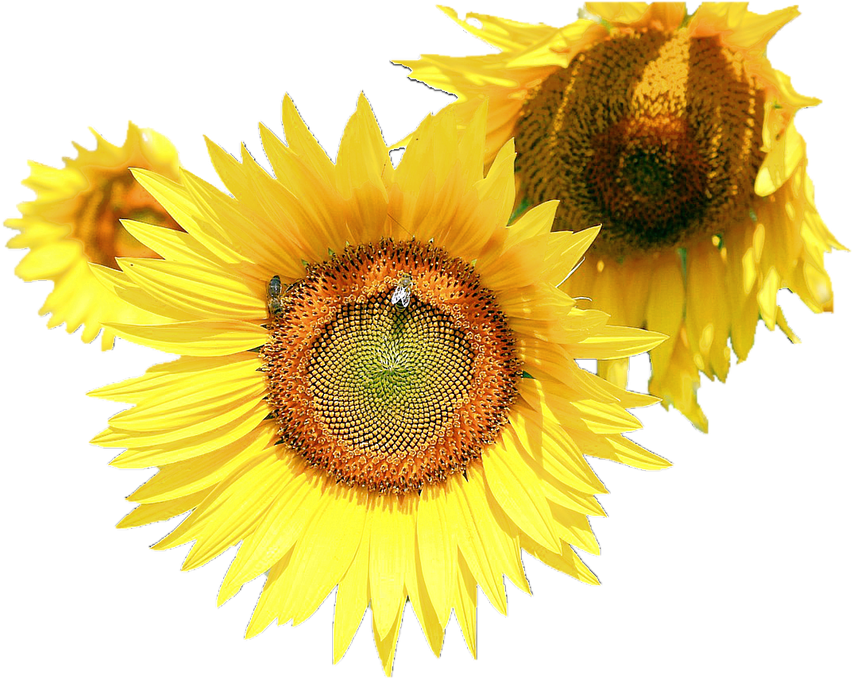 Sunflower Flower Free Png Transparent Images Free Download - Common Sunflower (960x677), Png Download