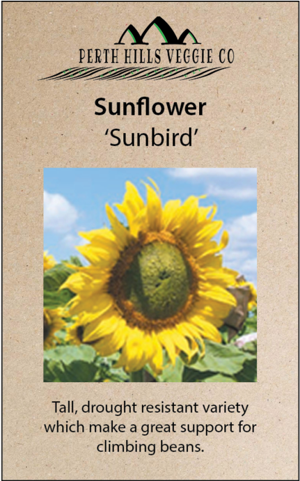 690 X 690 2 - Sunflower (690x690), Png Download