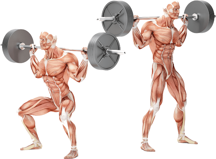 Bodybuilding Personal Training Exercises - Squat Excentrisk (739x546), Png Download