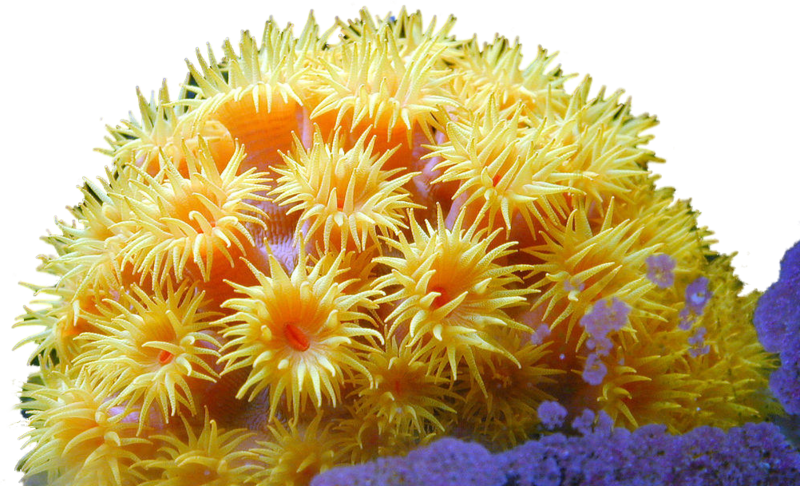 Nature Coral Reef Plants, Coral Reefs, Exotic Fish, - Coral Psd (800x486), Png Download