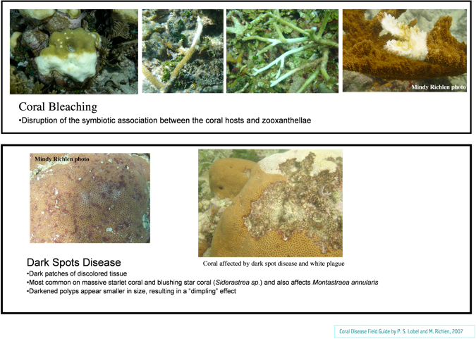 Reef Resilience Disease Management Resource - Marine Biology (675x481), Png Download