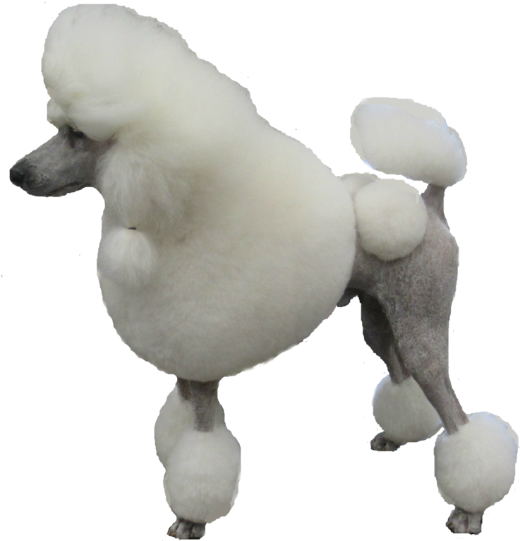 Poodle Png - Poodle Transparent Png (1024x768), Png Download