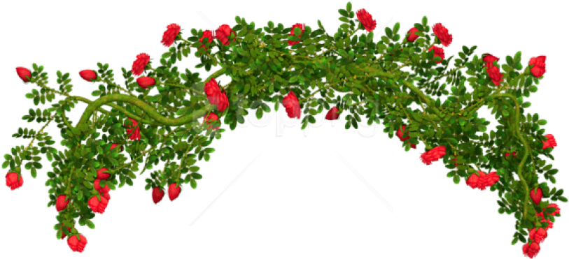 Download Free Png Download Rosebush Elementpicture Clipart Png Rose Bush Png Png Image With No Background Pngkey Com