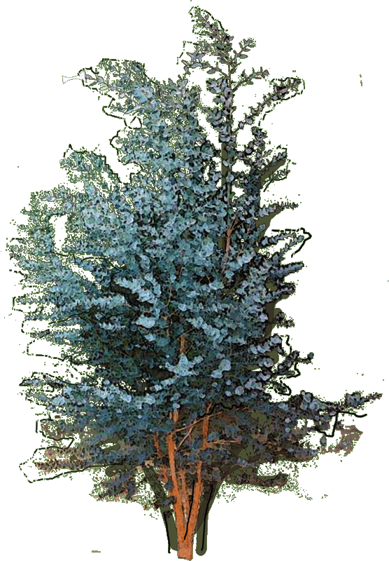 127260 Fagus Sylvatica Dawyck Gold1 W 23 Jan 2019 - Colorado Spruce (556x800), Png Download