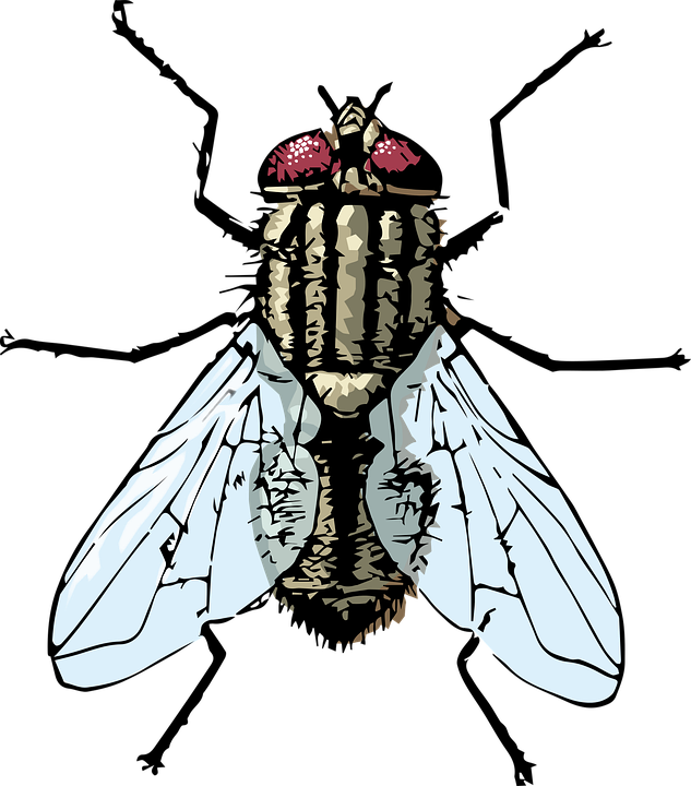 Flies Clipart Flie - Clipart Housefly (633x720), Png Download