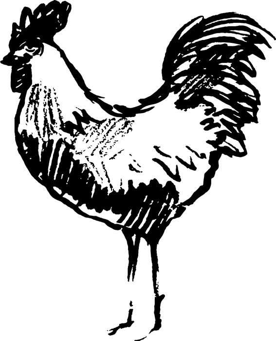 Sketched Rooster Rubber Stamp - Meat (567x700), Png Download