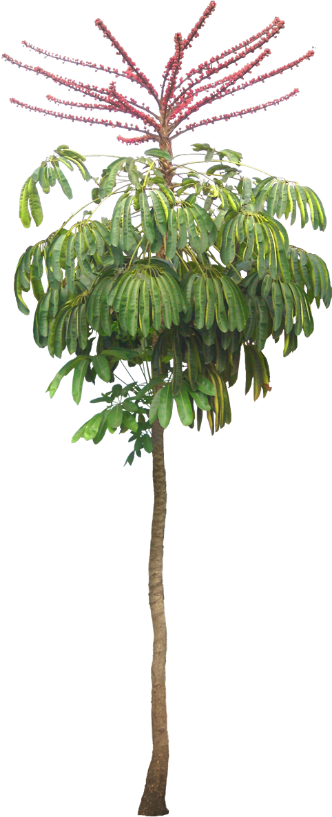 Landscape Architecture Drawing, Landscape Design, Garden - Schefflera Actinophylla Png (503x1200), Png Download