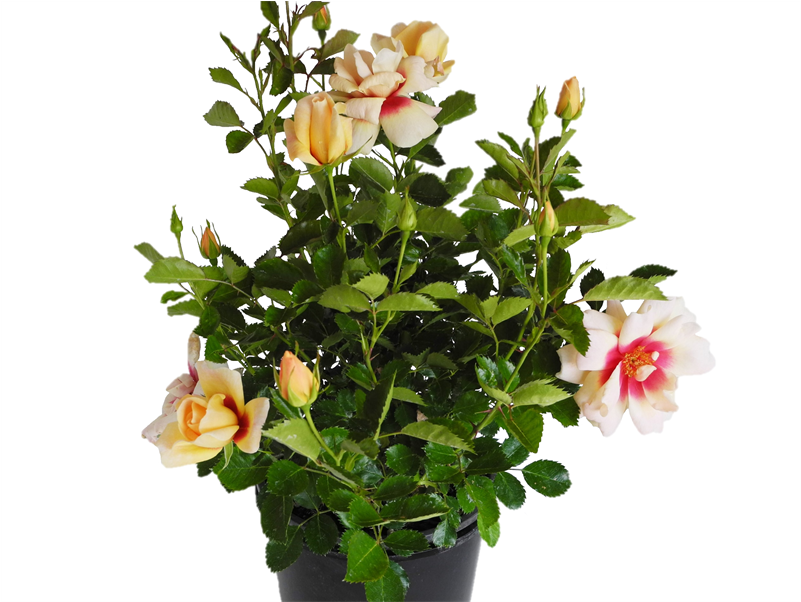 170mm Sweet Spot Yellow Rose - Garden Roses (800x800), Png Download