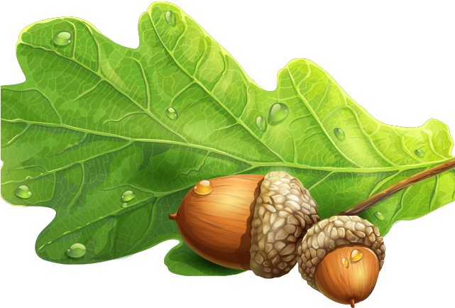 Acorn Clipart Oak Leaf - Acorn And Oak Png (640x480), Png Download