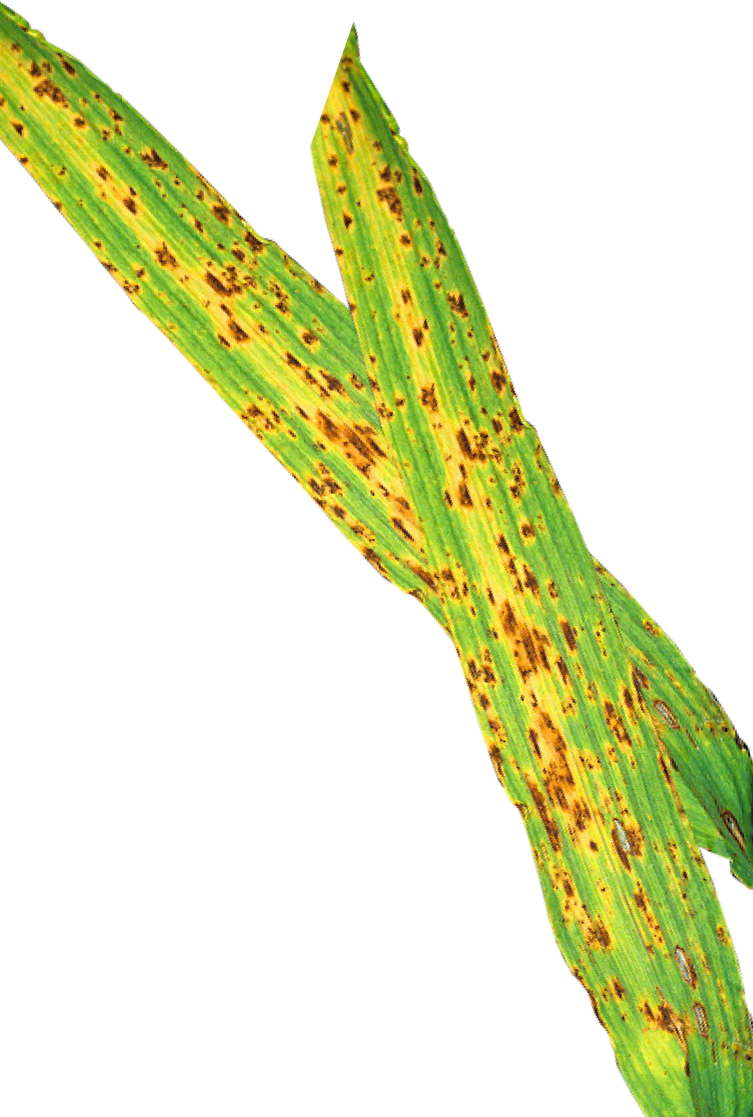 Treatments Made At The Flag Leaf Emergence Stage Will - Plant Pathology (1488x2205), Png Download