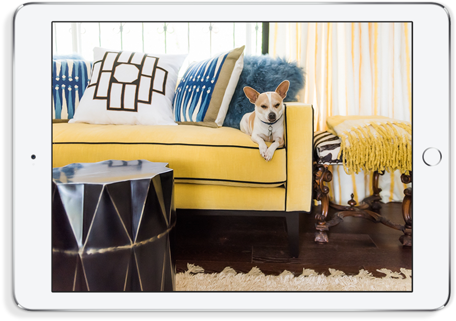 Exploring Design, Architecture & The Way We Live - Shetland Sheepdog (1000x660), Png Download