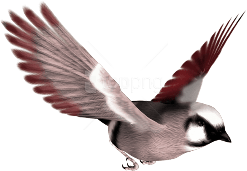 Free Png Download Birds Png Images Background Png Images - Sparrow And Parrot (850x589), Png Download