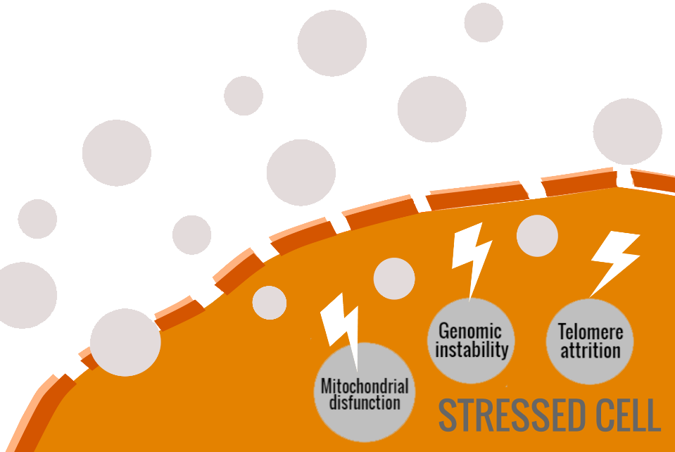 Free Radicals Cause Oxidative Stress, Leading The Ageing - Manage A Small Law Firm (959x642), Png Download