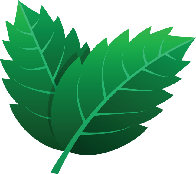 725 Leaves Icon - Kartun Daun Hijau (648x575), Png Download