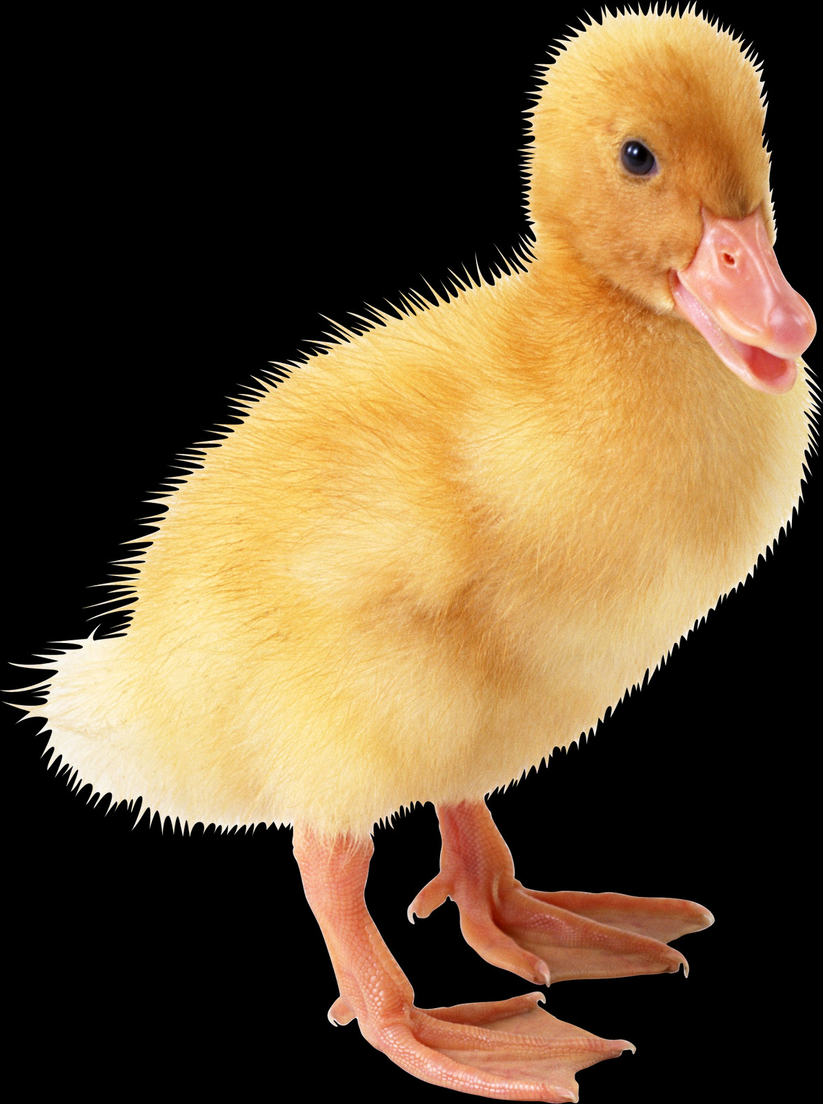 Duck (1193x1600), Png Download