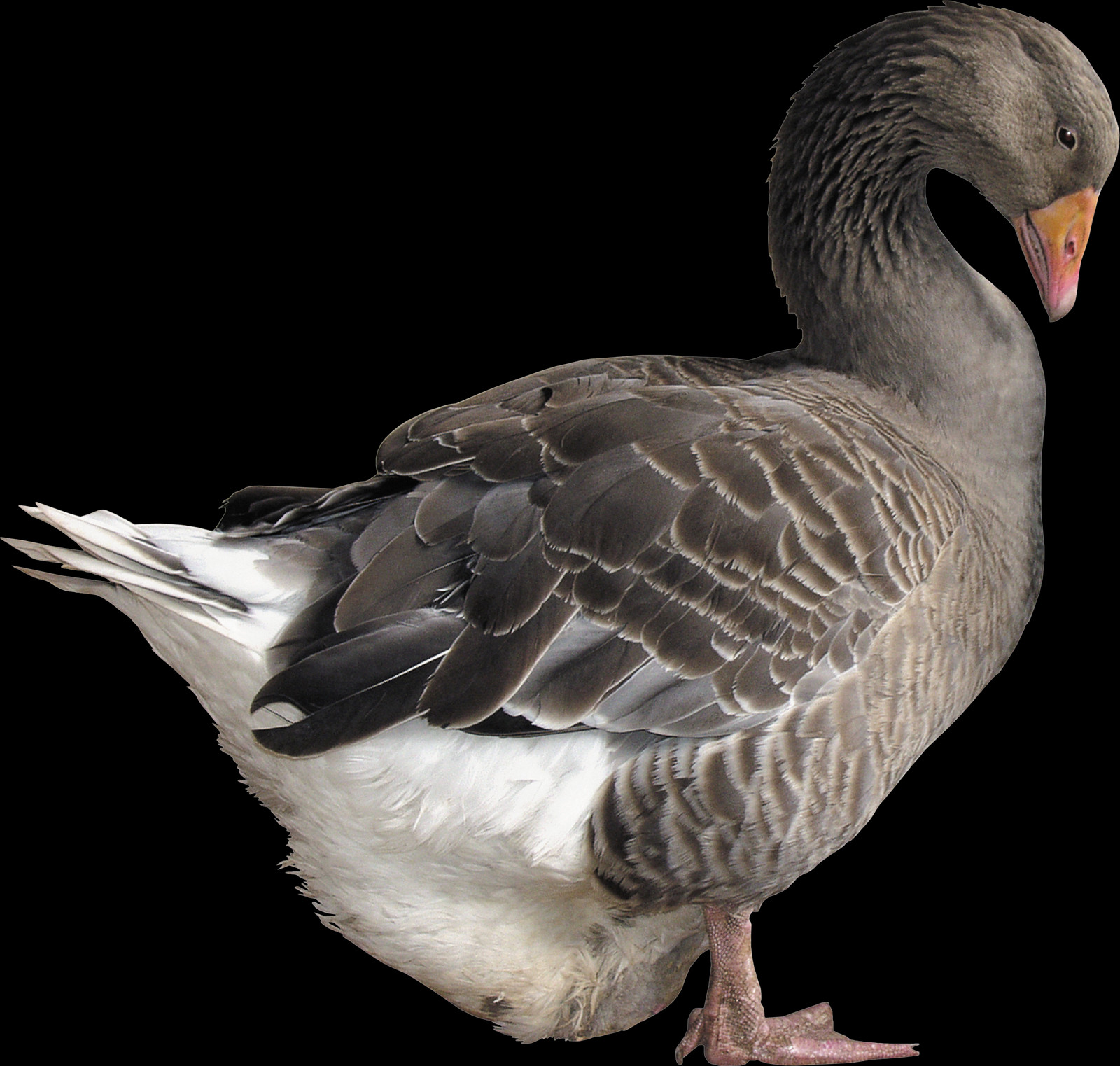 Duck (1600x1523), Png Download