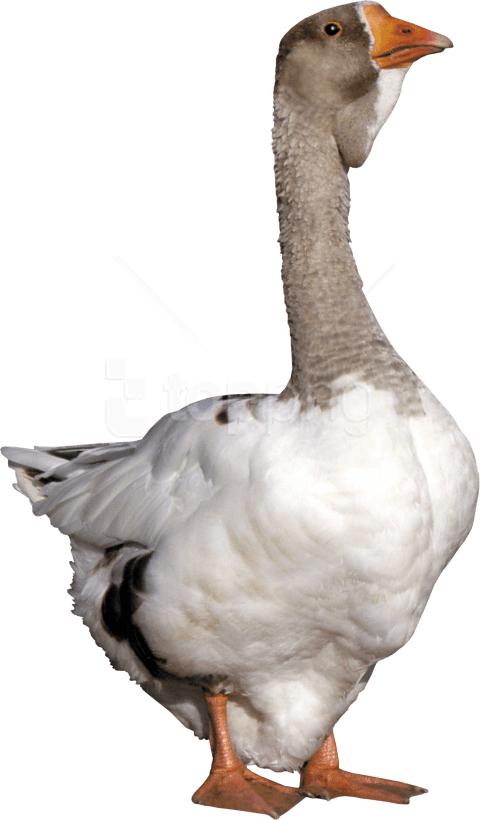 Free Png Download Duck Png Images Background Png Images - Cuello De Ganso Png (480x820), Png Download