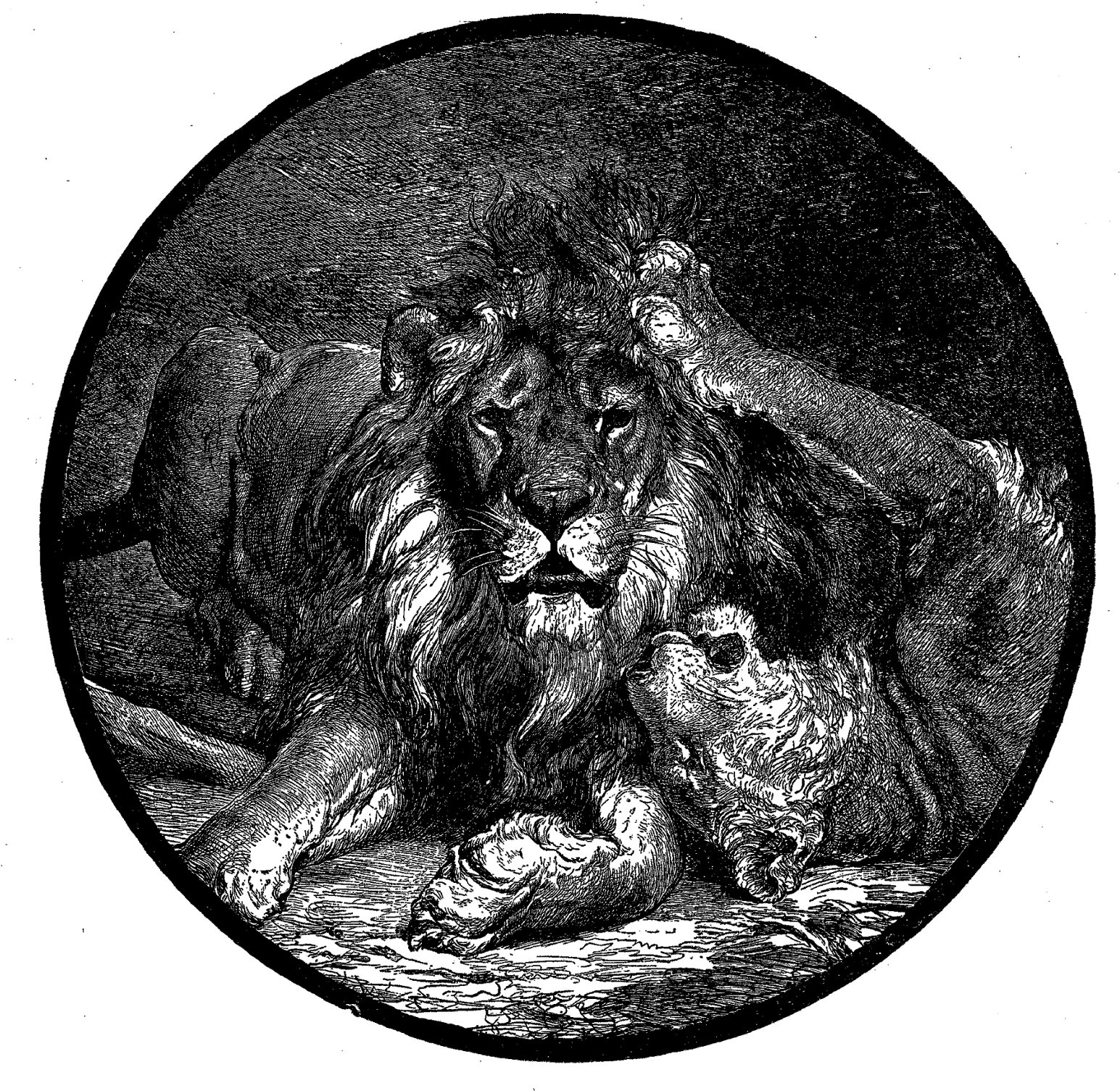 Digital Lion Illustration - Circle (1600x1552), Png Download